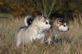 ALASKAN MALAMUTE 450